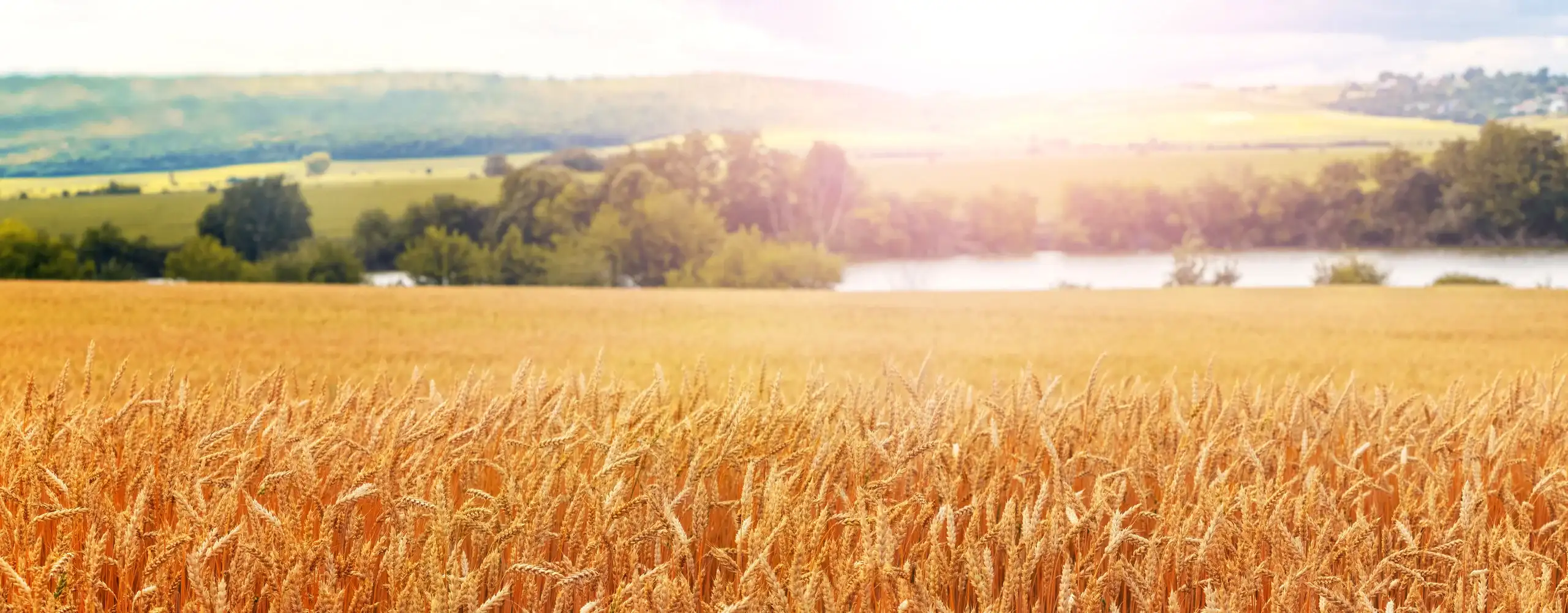 Zdrowa gleba to podstawa wysokich plonów — Bluebird Fertilizers Polskie pola uprawne — gospodarstwo korzystające z nawozów Bluebird Fertilizers